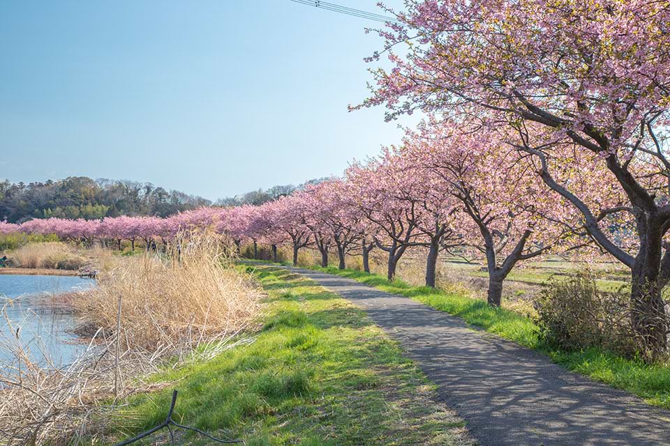八千代市の河津桜の画像
