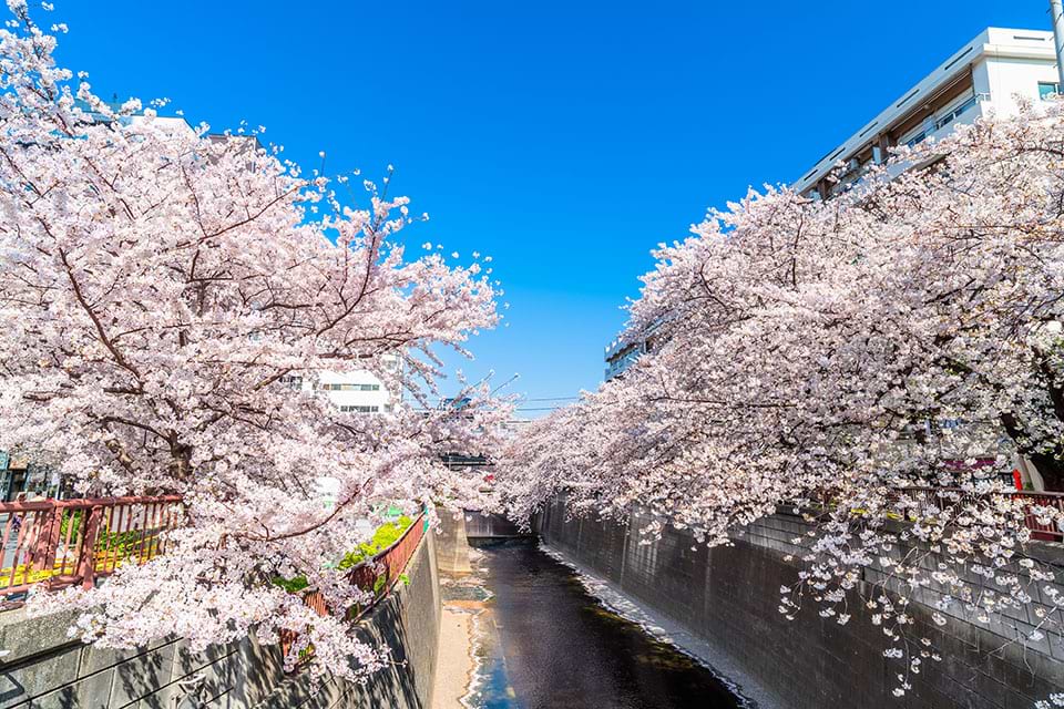 目黒川の桜並木画像