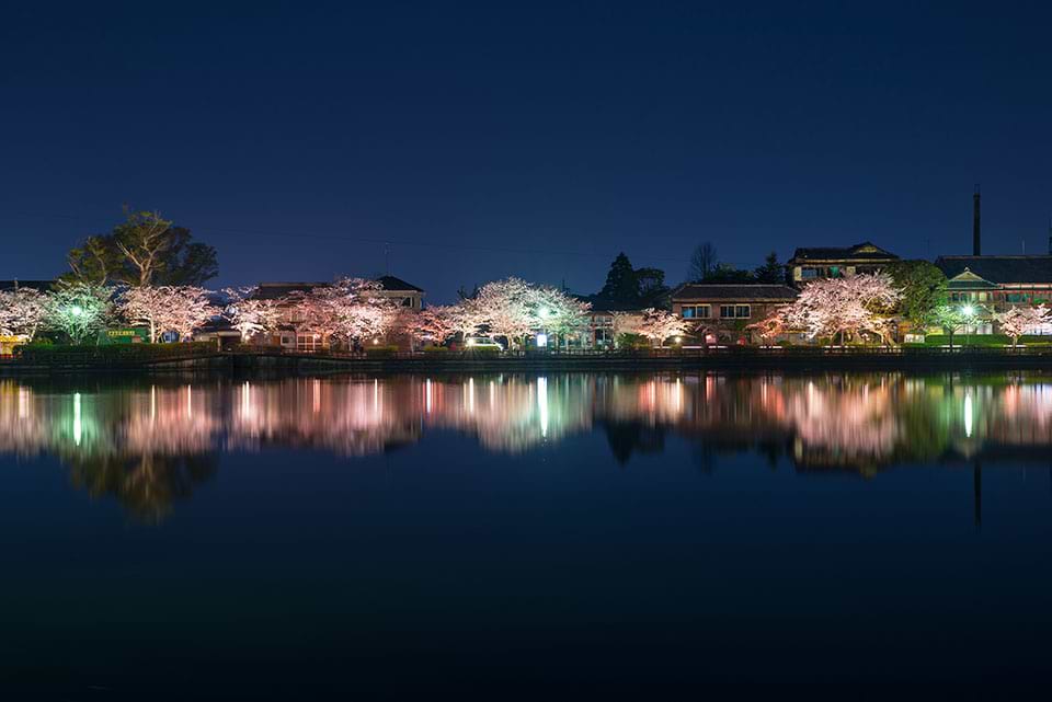 東金市にある八鶴湖の夜桜画像