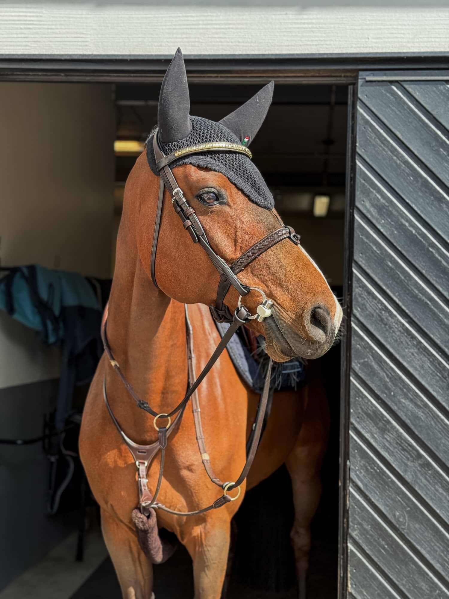 Clincher Browband