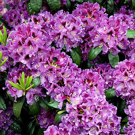 Rododendras Rasputin Rhododendron (Rhododendron 'Rasputin') 30-40 cm