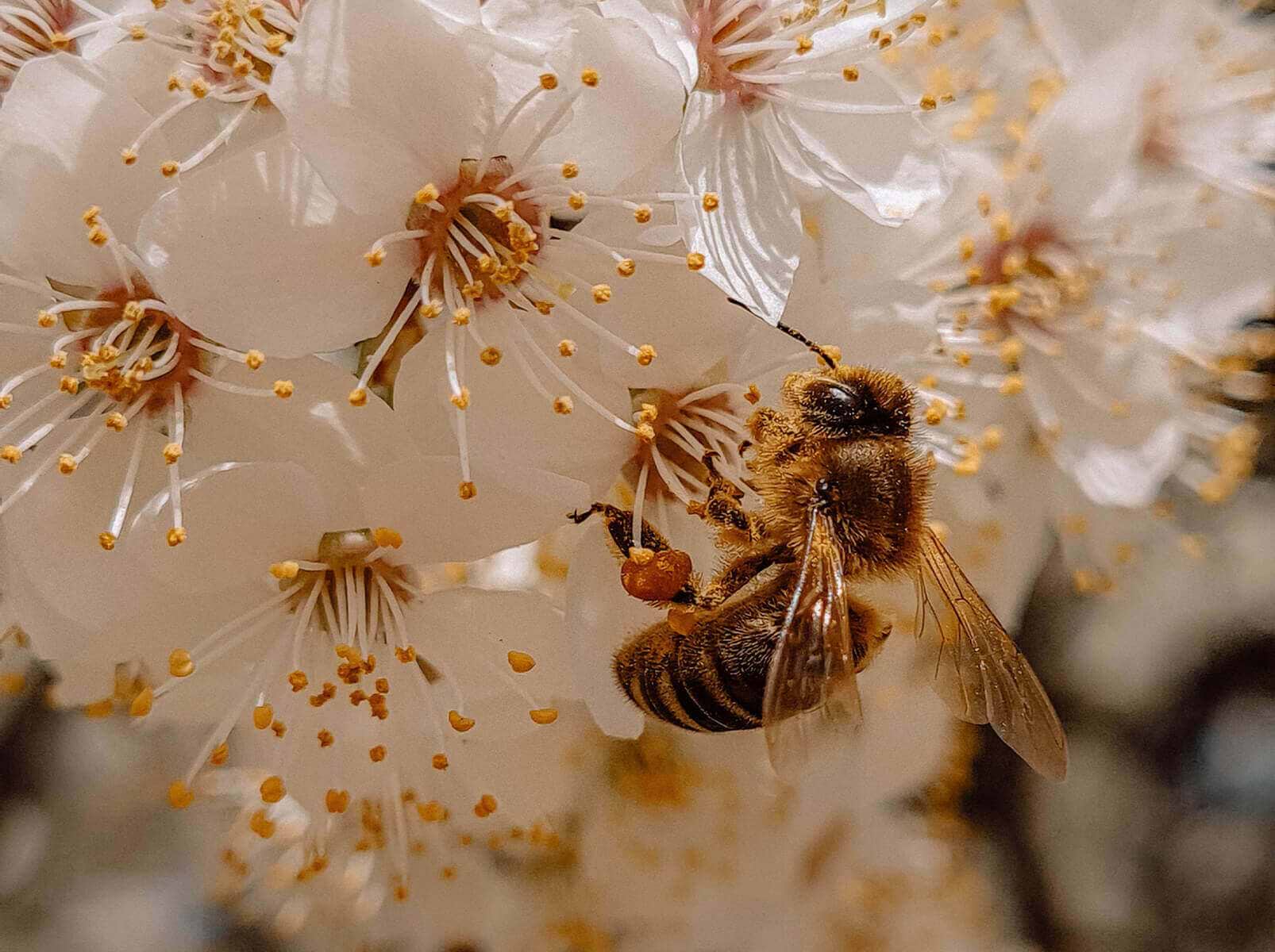 bees flowers summer