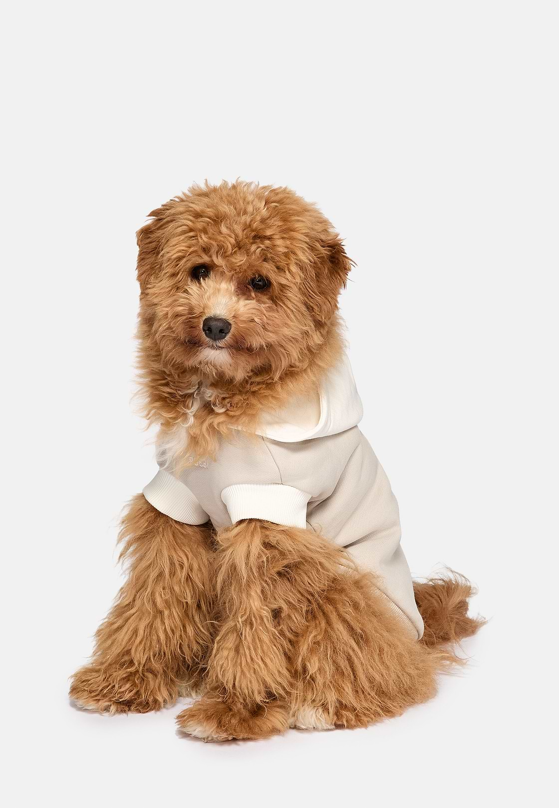 Sweat-Shirt À Capuche Pour Chien En Coton, Sable, hi-res