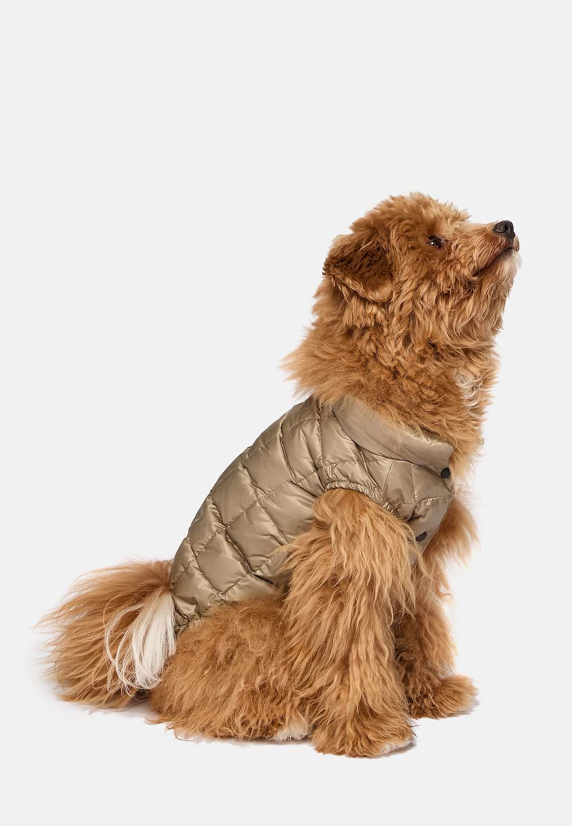 Bomberjack van technische stof met ganzendons voor honden, Beige, hi-res