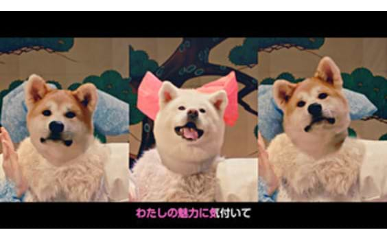 秋田犬がアイドルグループに変身!? 

県のPRビデオ公開 

センターは夏子ちゃん？