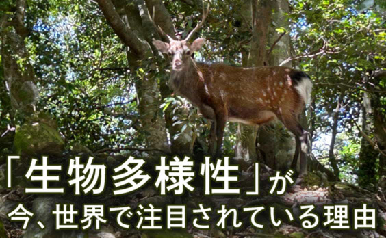 6カ国平均で9割が認知していた！？「生物多様性」
―今ビジネスで注目される理由に迫る―