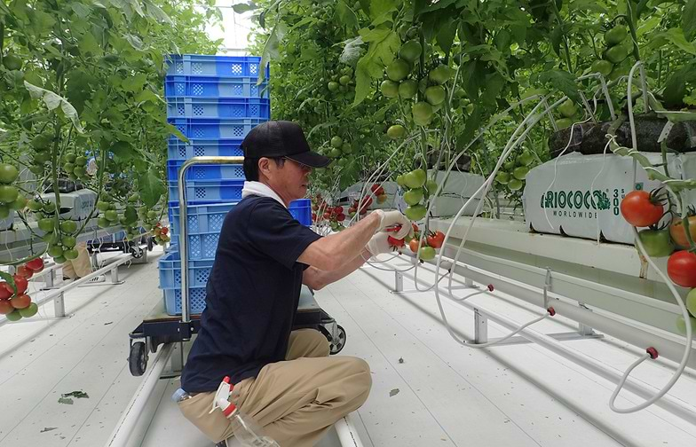 3月、赤く熟したトマトを初めて収穫。年間の出荷量は、震災前の同市生産量の半分に相当する660㌧を目指している。