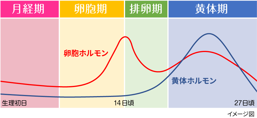 「月経期」「卵胞期」「排卵期」「黄体期」のサイクル図