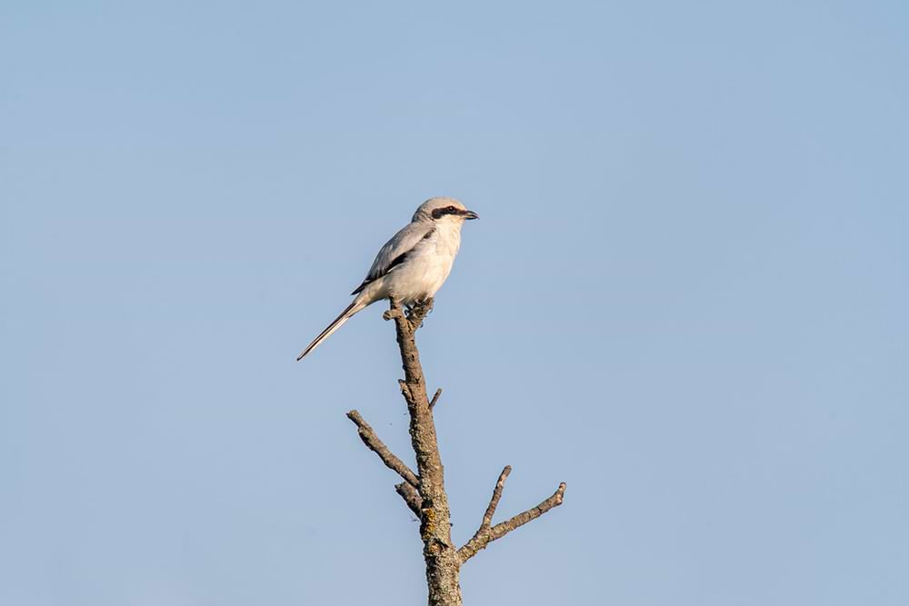 宮本武蔵が描いた鳥のイメージ写真