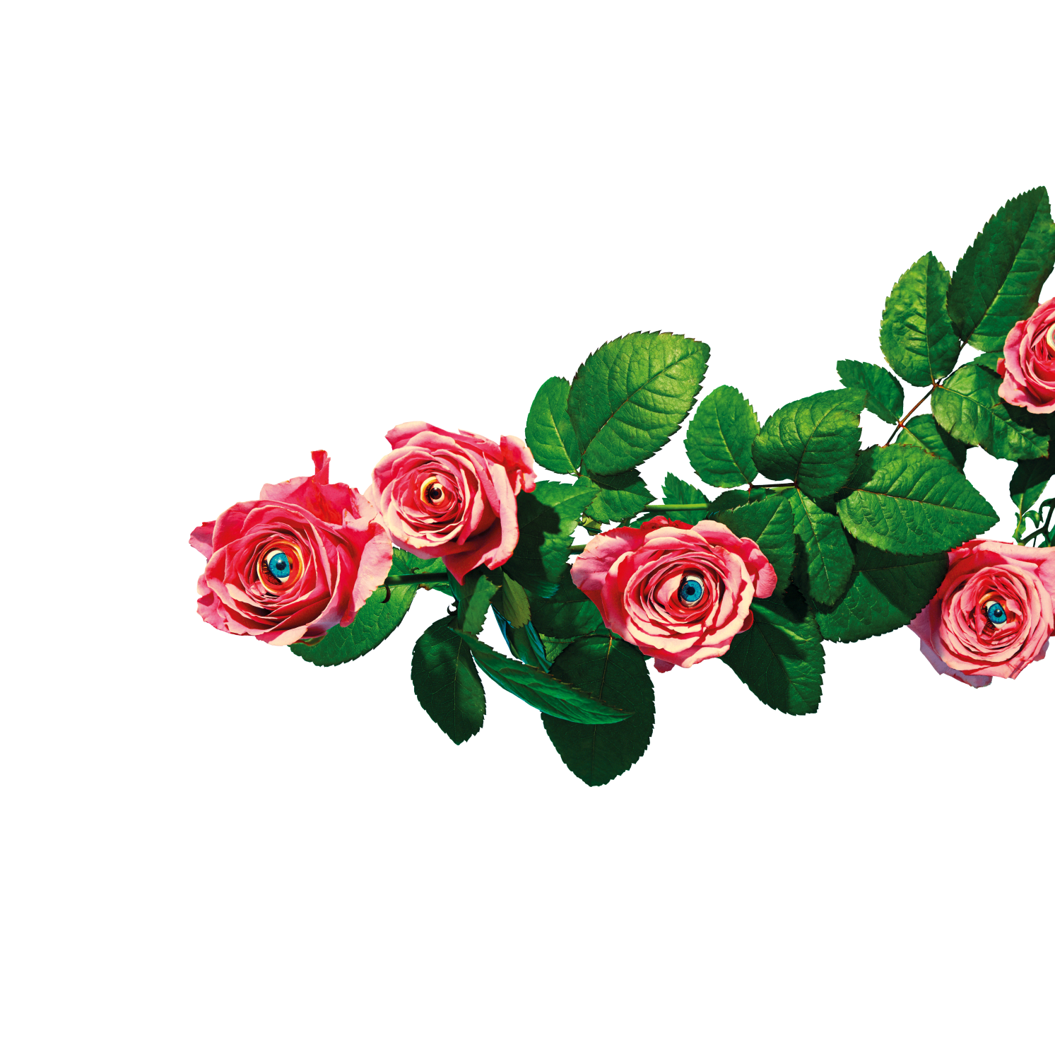 ROSES-dolly-divider.png