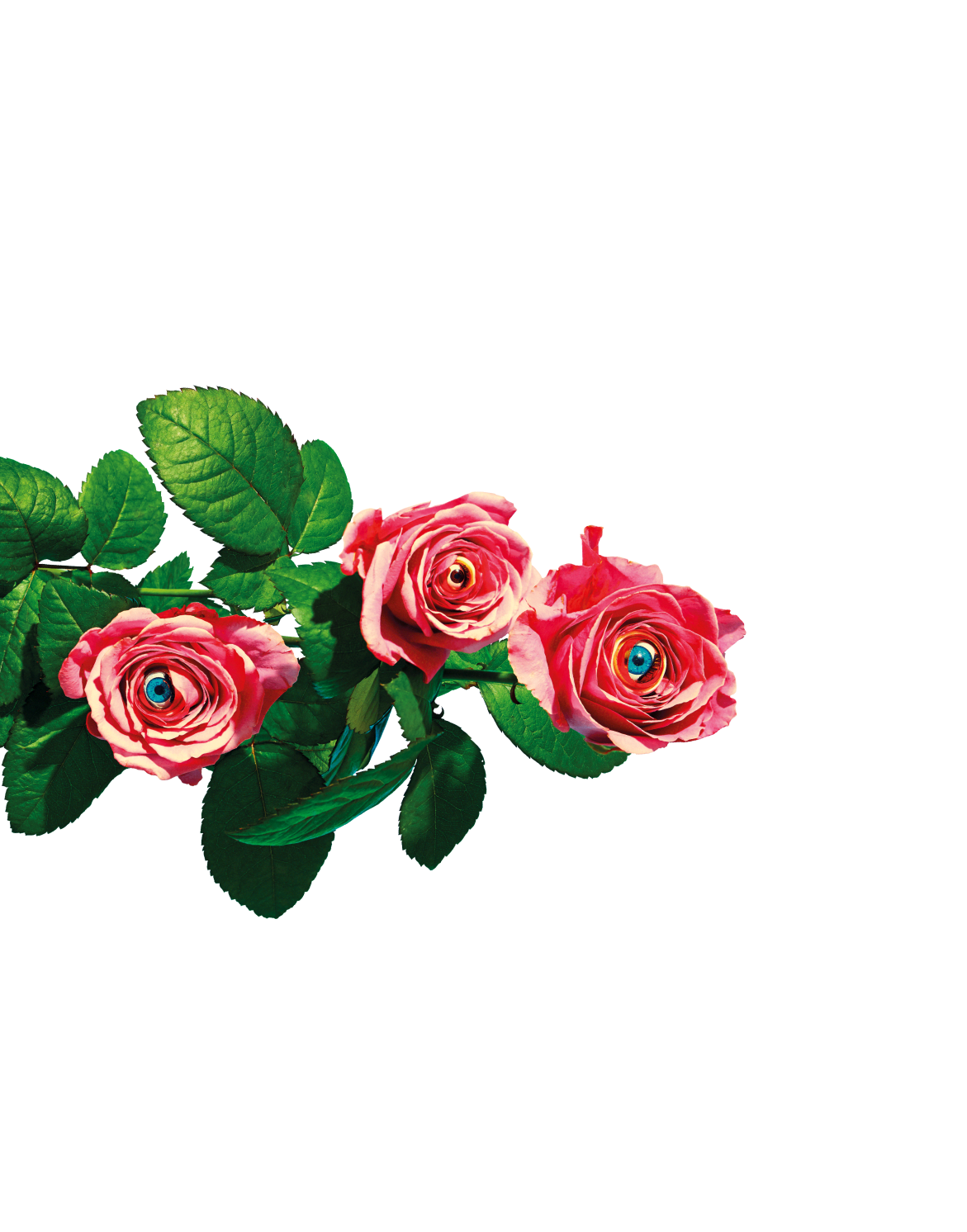 ROSES-left-divider-2.png